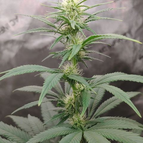 Glookie Monster growlog timeline photo