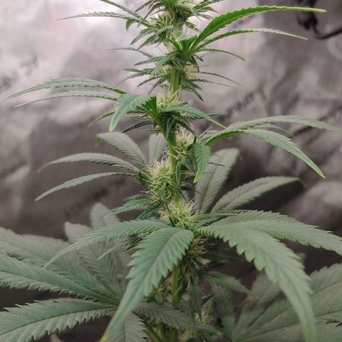 Glookie Monster growlog timeline photo