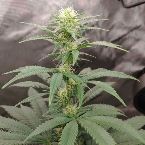 Glookie Monster growlog timeline photo