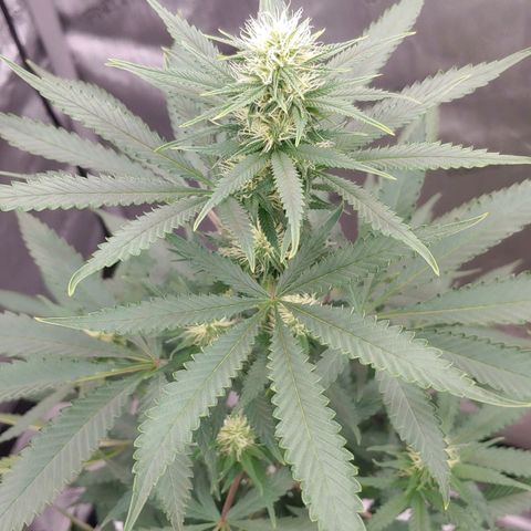 Critical Banana Smoothie growlog timeline photo