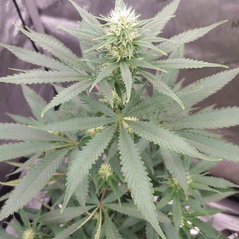 Critical Banana Smoothie growlog timeline photo
