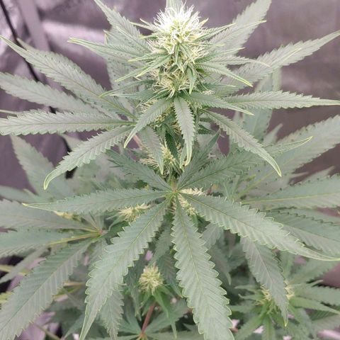 Critical Banana Smoothie growlog timeline photo