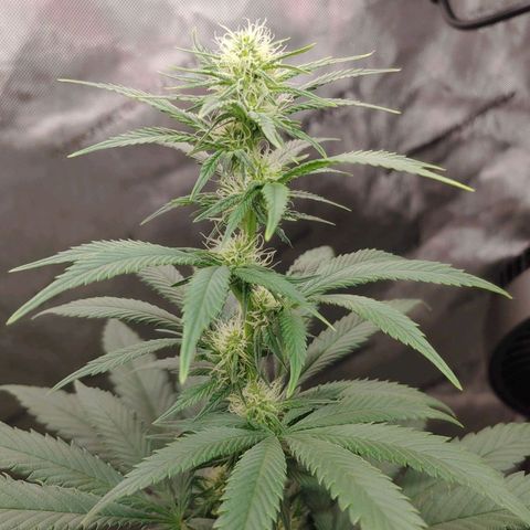Glookie Monster growlog timeline photo