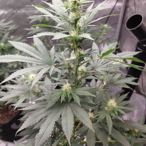 Glookie Monster 2 growlog timeline photo