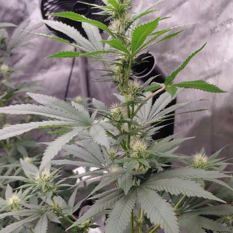 Glookie Monster 2 growlog timeline photo