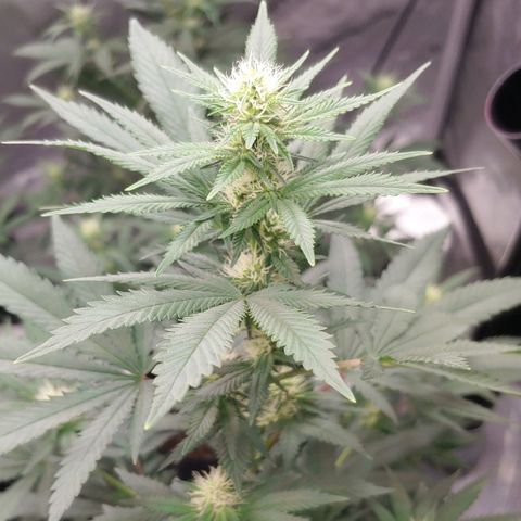 Glookie Monster 2 growlog timeline photo