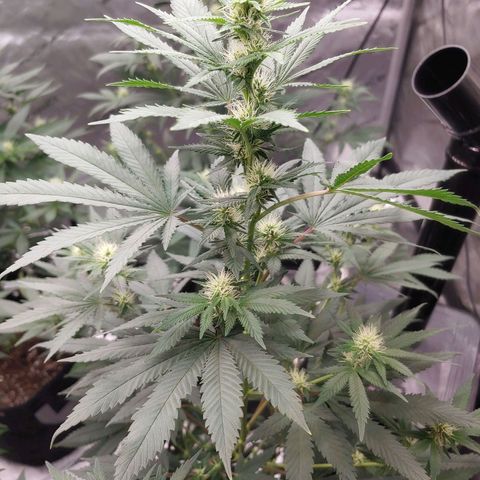 Glookie Monster 2 growlog timeline photo