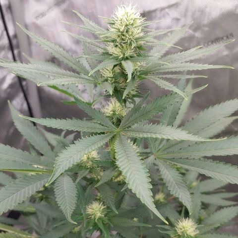 Critical Banana Smoothie growlog timeline photo