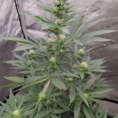 Critical Banana Smoothie growlog timeline photo