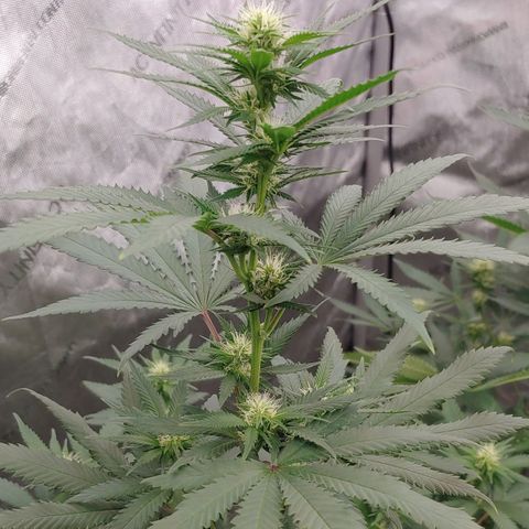 Critical Banana Smoothie 2 growlog timeline photo