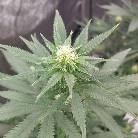 Critical Banana Smoothie 2 growlog timeline photo