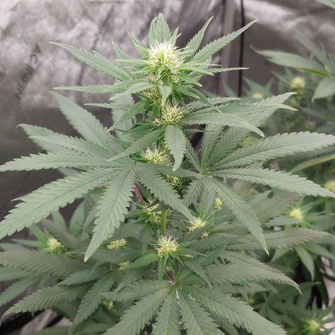 Critical Banana Smoothie 2 growlog timeline photo