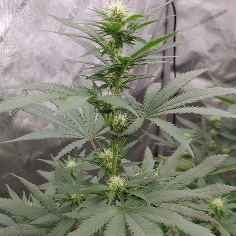 Critical Banana Smoothie 2 growlog timeline photo