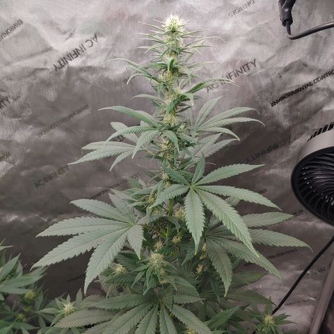 Glookie Monster growlog timeline photo