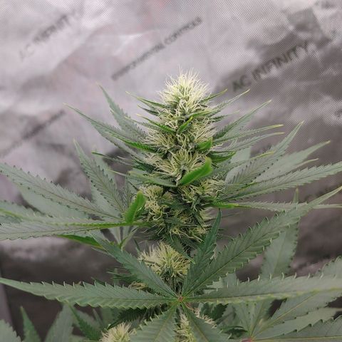 Critical Banana Smoothie growlog timeline photo