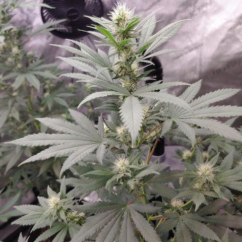 Glookie Monster 2 growlog timeline photo