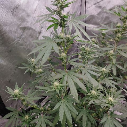 Critical Banana Smoothie 2 growlog timeline photo