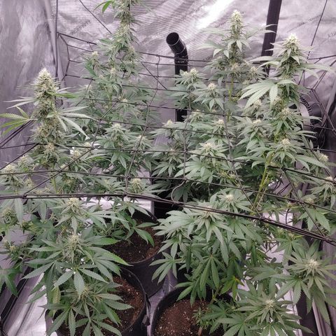Glookie Monster growlog timeline photo