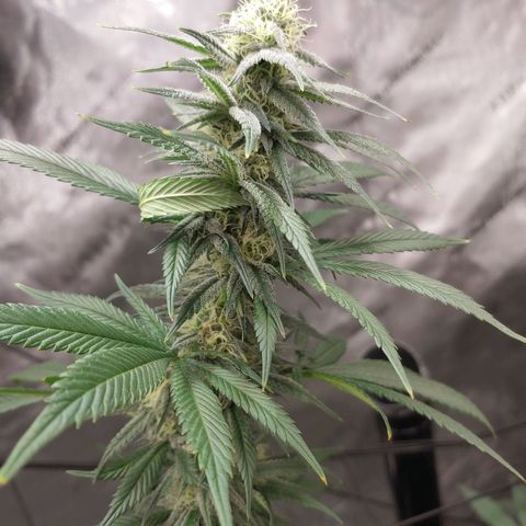 Glookie Monster growlog timeline photo
