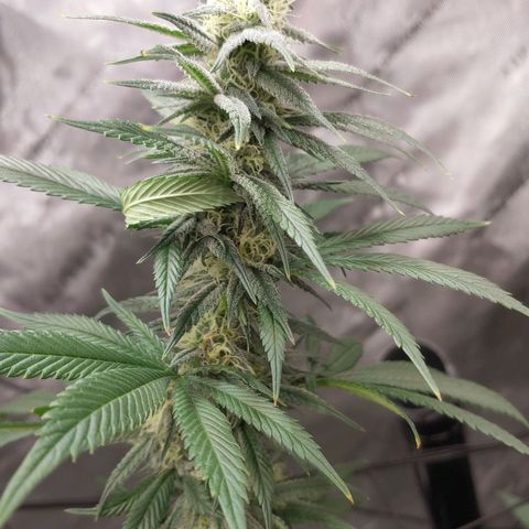 Glookie Monster growlog timeline photo