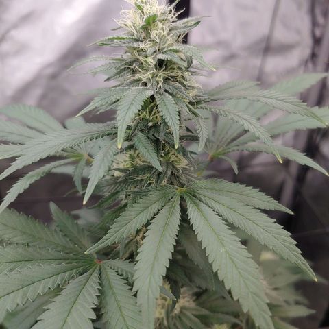 Glookie Monster 2 growlog timeline photo