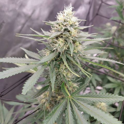 Critical Banana Smoothie growlog timeline photo
