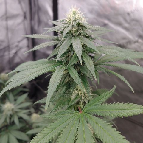 Critical Banana Smoothie 2 growlog timeline photo