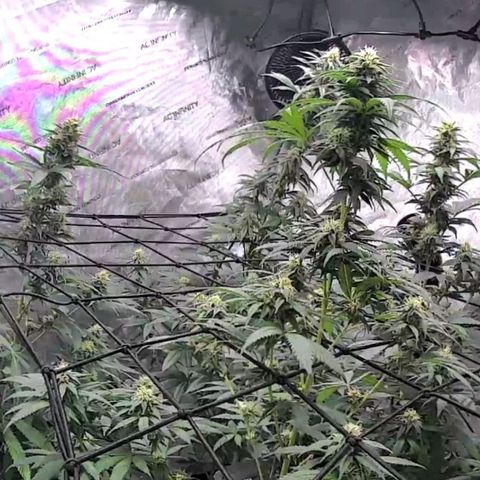Glookie Monster growlog timeline photo