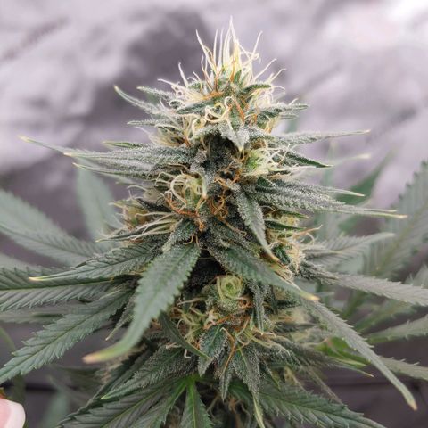 Critical Banana Smoothie growlog timeline photo