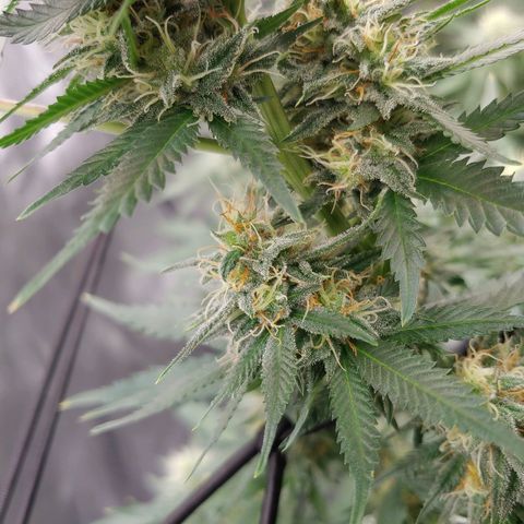 Critical Banana Smoothie growlog timeline photo
