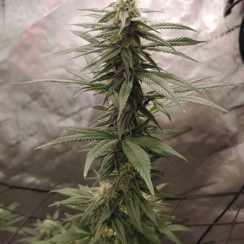 Glookie Monster growlog timeline photo