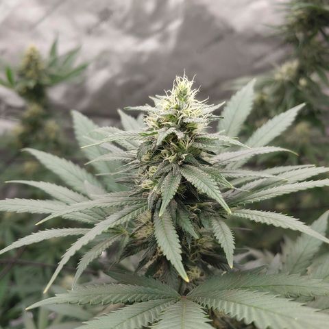 Critical Banana Smoothie 2 growlog timeline photo