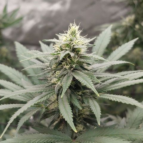 Critical Banana Smoothie 2 growlog timeline photo