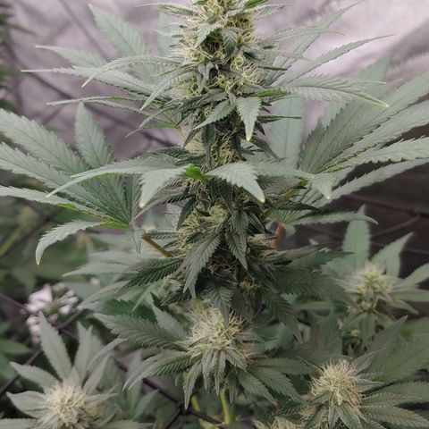 Glookie Monster 2 growlog timeline photo