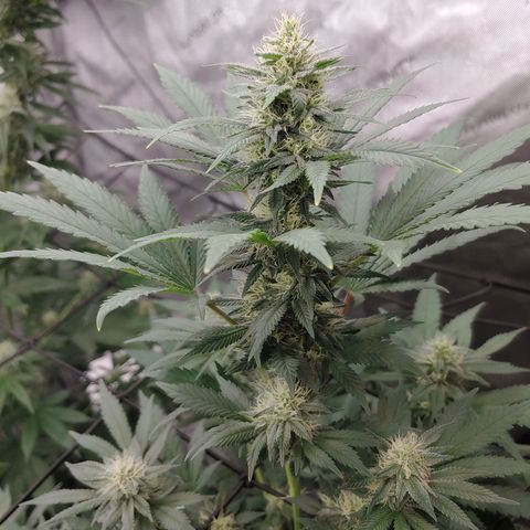 Glookie Monster 2 growlog timeline photo