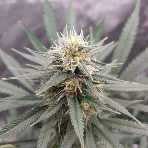 Critical Banana Smoothie growlog timeline photo