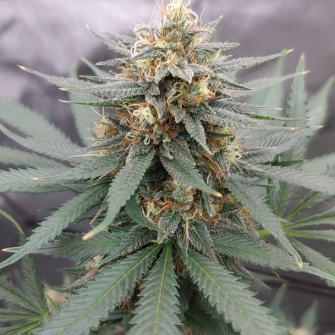 Critical Banana Smoothie growlog timeline photo