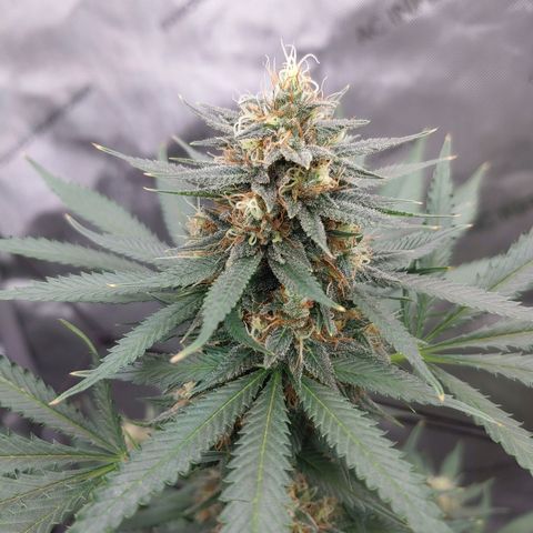 Critical Banana Smoothie growlog timeline photo