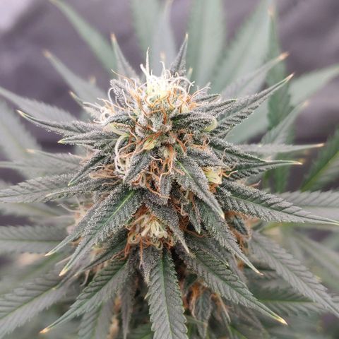 Critical Banana Smoothie growlog timeline photo