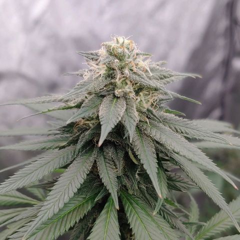 Critical Banana Smoothie 2 growlog timeline photo