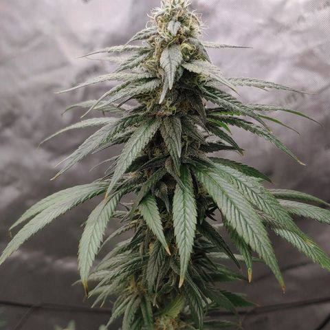 Glookie Monster growlog timeline photo