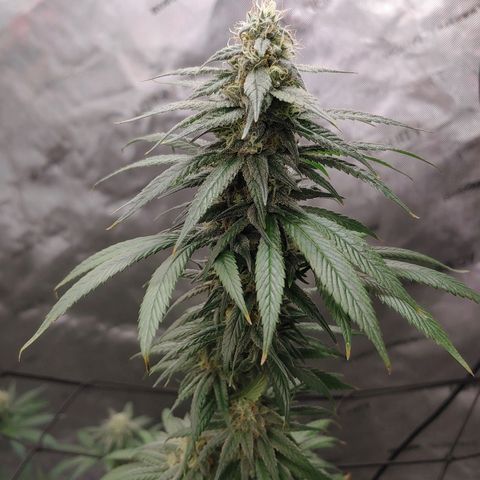 Glookie Monster growlog timeline photo