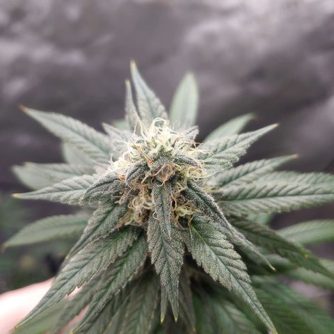 Glookie Monster growlog timeline photo