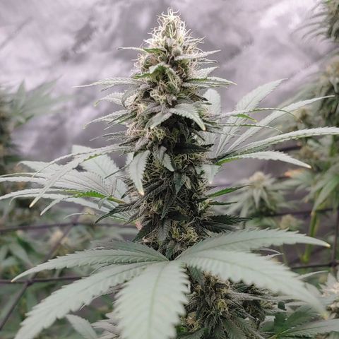 Glookie Monster 2 growlog timeline photo