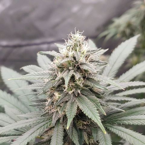 Glookie Monster 2 growlog timeline photo