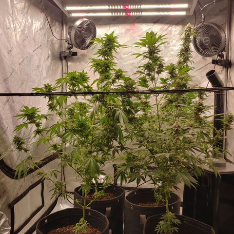 Critical Banana Smoothie 2 growlog timeline photo