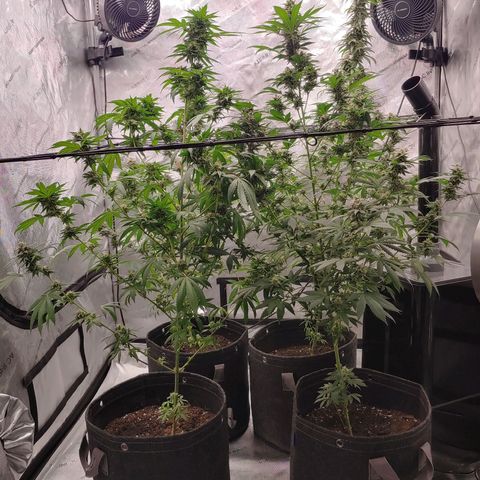 Critical Banana Smoothie 2 growlog timeline photo