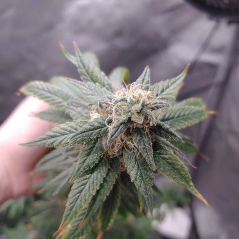 Glookie Monster growlog timeline photo