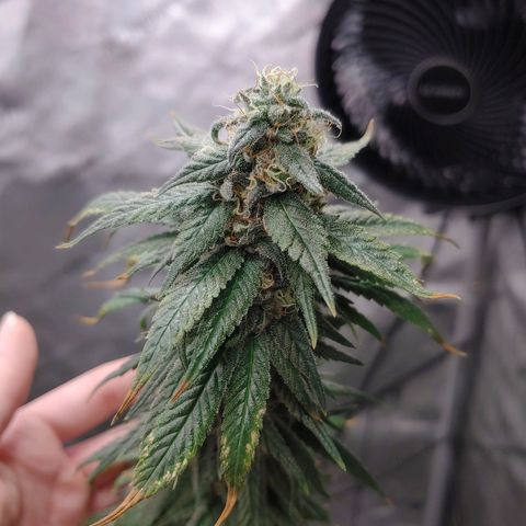 Glookie Monster growlog timeline photo