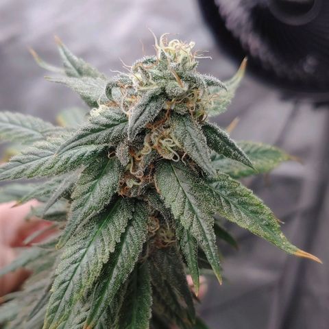 Glookie Monster growlog timeline photo
